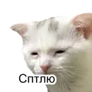 Стикер Cats meme