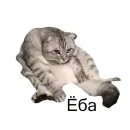 Стикер Cats meme