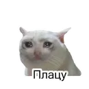Стикер Cats meme