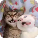 Стикер Cats