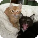 Стикер Cats