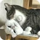 Стикер Cats