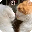 Стикер Cats