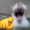 Memes cats
