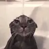 Стикер Memes cats