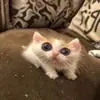 Стикер Memes cats