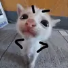 Стикер Memes cats