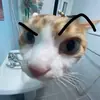 Стикер Memes cats