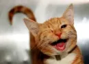 Cats my love