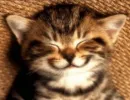 Стикер Cats my love