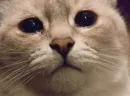 Стикер Cats my love