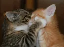 Стикер Cats my love