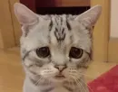 Стикер Cats my love