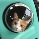 Стикер Cat's Memes by MahYa [ ]