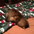 Стикер Cat's Memes by MahYa [ ]