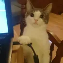 Стикер Cat's Memes by MahYa [ ]