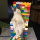 Стикер Котики