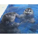 Стикер Seals