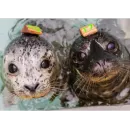 Стикер Seals