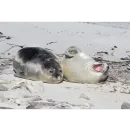 Стикер Seals