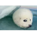 Стикер Seals