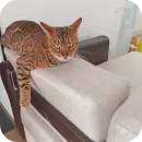 Стикер Цезарь