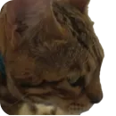 Стикер Цезарь