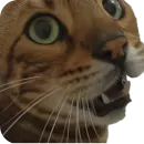 Стикер Цезарь