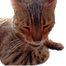 Стикер Цезарь