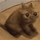 Стикер Чилипиздрик