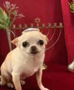 Стикер Dogs