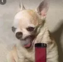 Стикер Dogs