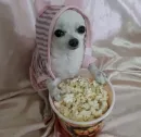 Стикер Dogs