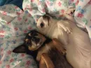Стикер Dogs