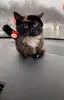 Стикер Чмоня