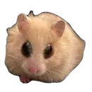 Стикер Хомяк Личи