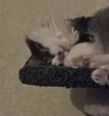 Котик