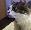 Стикер Котик