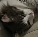 Стикер Котик