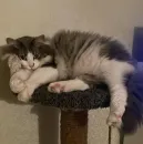 Стикер Котик