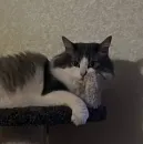 Стикер Котик