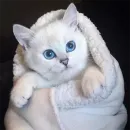 Стикер Coby The Cat