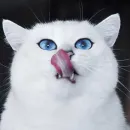 Стикер Coby The Cat