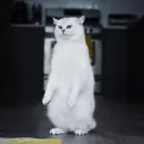 Стикер Coby The Cat