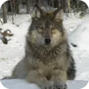 Стикер Wolfs