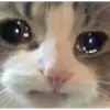 Стикер lol