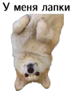 Стикер Corgi Cheetos