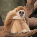 Monkeys