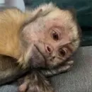 Стикер Monkeys