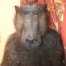 Стикер Monkeys